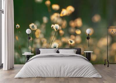 Cotton grass in the swamp. Nature background. Wall mural