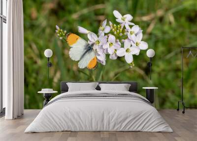 Male Orange Tip Butterfly (Anthocharis cardamines) sitting on the first spring blossoms Wall mural