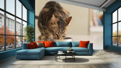 Beautiful feline cat eating on a metal bowl. Cute domestic animal. Wall mural