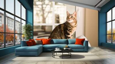 Domestic cat at home Wall mural