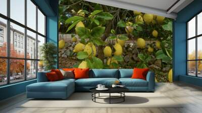 Lemon tree with ripe lemons in an orchard in puglia, italy, featuring a stone wall and lush green leaves, embodying the essence of mediterranean agriculture. Wall mural