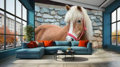 Close up shots of horse in Austria. Wall mural