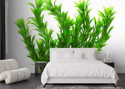 Aquarium seaweed on a white background Wall mural