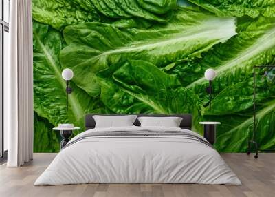 Romaine Lettuce leaves texture. Background of green salad leaves. Fresh salad greens texture. Organic concept backdrop Wall mural