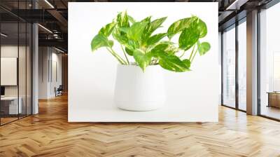 epipremnum aureum, houseplant, golden pothos, vining plant with heart-shaped leaves plant in pot iso Wall mural