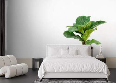 Fiddle fig or ficus lyrata in plastic pots n wood table white home. Fiddle-leaf fig tree the popular ornamental houseplant air purifying plants for home tropical minimal design. Wall mural