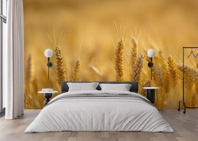 Close up of golden wheat stalks in a field. Wall mural