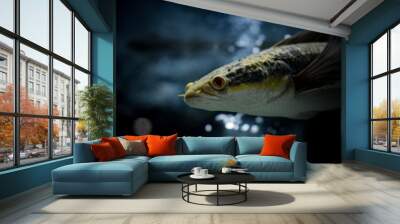 Fish swimming in aquarium.  The Emperor snakehead has the family trait of jutting jaw and dark front facing eyes. Colour is brown/gold-tinted  to dark brown with white belly. Wall mural