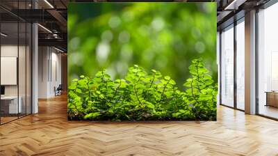 Green nature plant bokeh background Wall mural