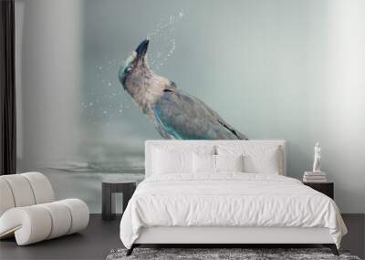 An indian roller (Coracias benghalensis) washes in a swiming pool and flicks water while shaking its head Wall mural