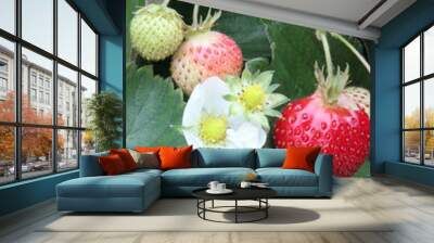 berry plant Wall mural