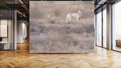 Wild dingo (Canis lupus dingo) in saltbush and chenopod shrubland, South Australia Wall mural