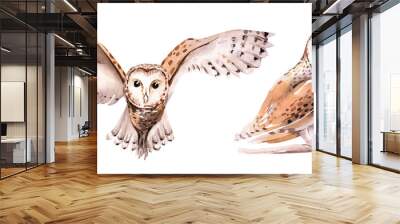 Watercolor Barking owl and Ninox connivens australian Bird sitting on stump hand painted children illustration. Australia birds Nursery art poster Wall mural