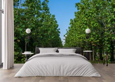 A forest of teak trees planted in rows with blue sky Wall mural