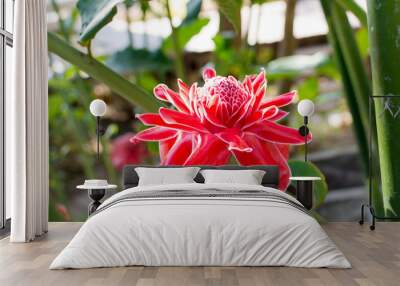 Torch Ginger flower in garden on top view Wall mural