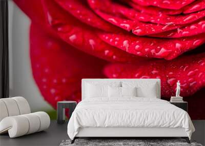 Close up shot of red rose with water drops  Wall mural