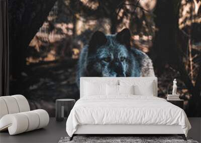 Wolf  Wall mural