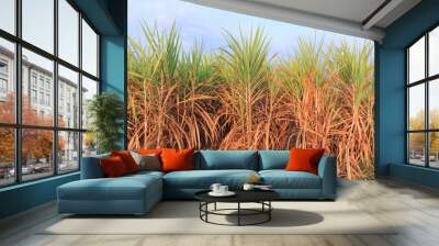 Sugar cane fields Wall mural