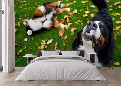 Two Bernese Mountain Dogs in the park in autumn Wall mural