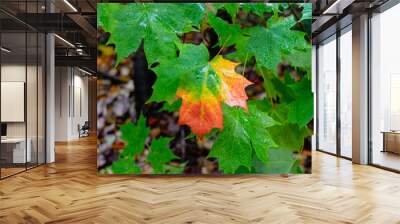 Closeup of beautiful maple leaf changing colors Wall mural