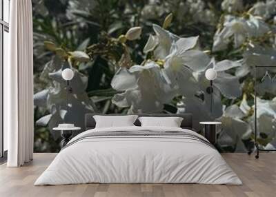 flowers from menerbes, France white hibiscus and oleander in 4K quality vs Wall mural