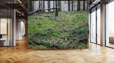 Old soldiers ditch from world war 2. Shot at Silkeborg Bad in Denmark. Wall mural