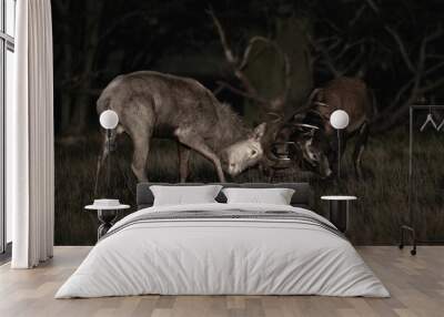 Dark shot of two wild deer fighting with antlers in a forest during nighttime Wall mural