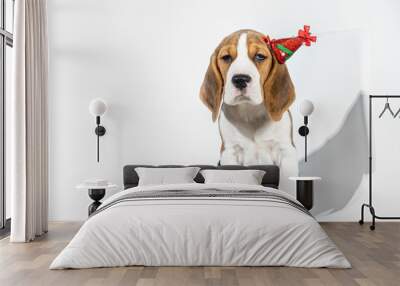 A beagle puppy in a New Year's hat. New Year's puppy on a white, light background. Horizontal photo with empty space. Wall mural