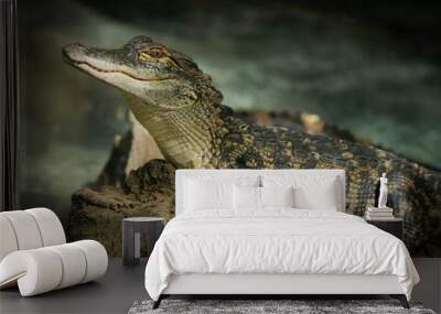 Baby Alligator portrait Wall mural