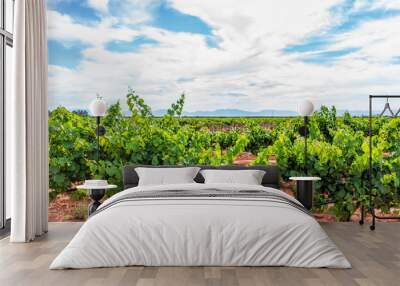 Alamogordo, New Mexico vineyard winery grape vine farm for wine with Organ mountains in background and rows of plants Wall mural