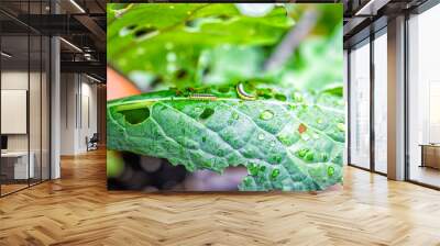 Closeup macro of lacinato variety kale plant leaf growing with caterpillar insect bugs pests and frass poop on leaves holes after being eaten Wall mural