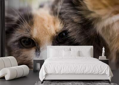 Closeup macro portrait of calico kitten with sad eyes looking Wall mural