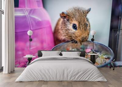 Closeup of cute brown guinea pig with whiskers eating from bowl in cage with colorful house Wall mural