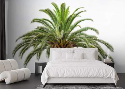 Colorful green bright palm tree top, treetop leaves isolated against white sky in Venice, Florida during sunny day closeup Wall mural