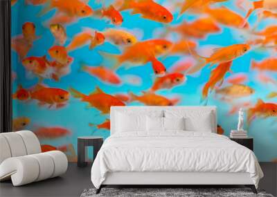 Many small goldfish swimming in aquarium Wall mural