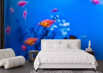 Small purple, pink and orange gold fish swimming in blue aquarium macro closeup Wall mural