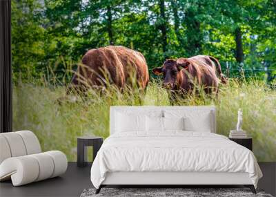 Two cows in green Tennessee farm field grazing on grass and many flies around and trees background shallow depth of field foreground Wall mural