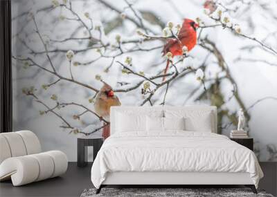 Two red northern cardinal, Cardinalis, birds couple perched on tree branch during heavy winter colorful in Virginia, snow flakes falling Wall mural