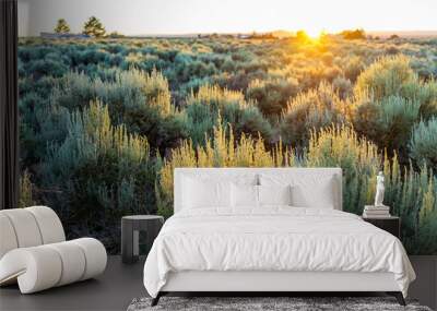 View of sunset sun through grass green desert sage brush plants in Ranchos de Taos valley and green landscape in summer with sunlight Wall mural