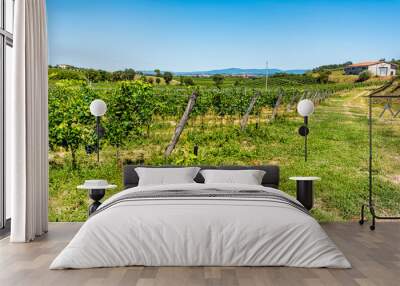 Wine grapes on vine hanging grapevine in Montepulciano, Tuscany, Italy vineyard winery with blue sky in summer and farm house villa Wall mural