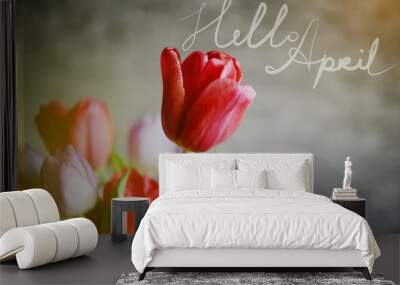 Hello April card. Spring background with beautiful colorful tulips. Wall mural