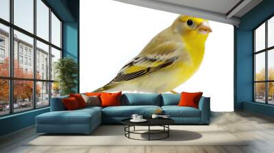 Yellow Canary Bird Perched Isolated on White Background, a Symbol of Music and Joy Wall mural