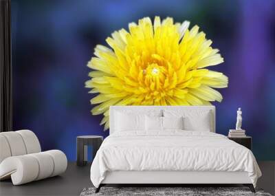 yellow dandelion flower close up Wall mural