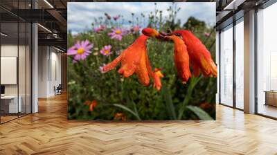 Orange montbretia covered with dew drops in early morning on autumn Wall mural