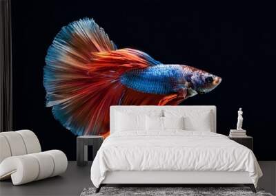 graceful siamese betta fish in motion on black background Wall mural