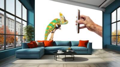 Veiled Chameleon looking at Iphone  Wall mural