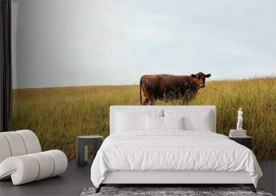 cow on meadow Wall mural