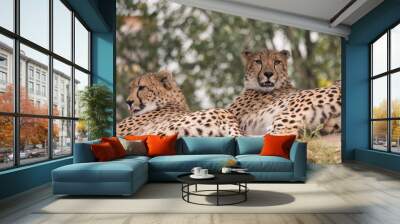 Couple of Cheetah, Acinonyx jubatus resting lying on tree, green bokeh lights background, selective focus Wall mural