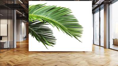 Cut out Palm leaves foliage transparent backgrounds 3d rendering Wall mural