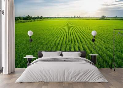 Lush green rice field under a bright sky, showcasing rows of vibrant crops and a peaceful rural setting. Wall mural